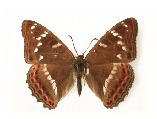Papillons diurnes de Bretagne
